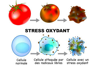Que prendre pour limiter l'oxydation de vos cellules ?